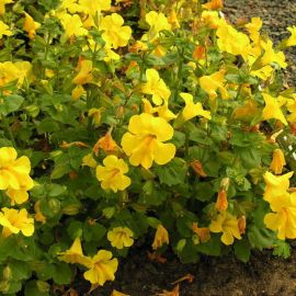 Kejklířka žlutá - Mimulus luteus
