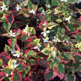 Houttuynia cordata "Chamaleon"