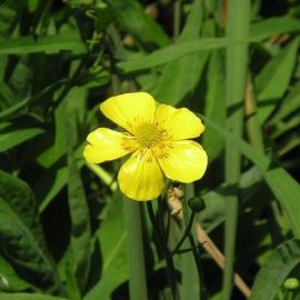 Pryskyřník velký - Ranunculus lingua