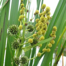 Zevar vzpřímený - Sparganium erectum