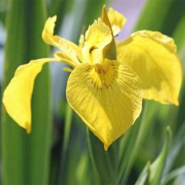 Kosatec žlutý - Iris pseudacorus