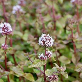 Máta vodní - Mentha aquatica