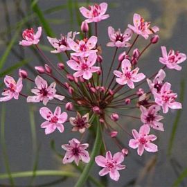Šmel okoličnatý - Butomus umbellatus