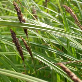 Ostřice obecná - Carex nigra