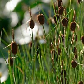 Orobinec nejmenší - Typha minima