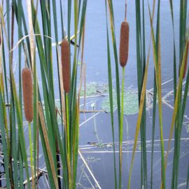 Orobinec úzkolistý - Typha angustifolia