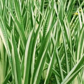 Puškvorec obecný "Variegatus" - Acorus calamus "Variegatus"
