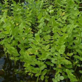 Potočník vzpřímený - Berula erecta