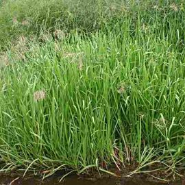 Zblochan vodní - Glyceria maxima