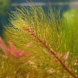 Stolístek scabratum - Myriophyllu scabratum
