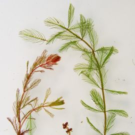 Stolístek klasnatý - Myriophyllum spicatum