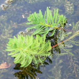 Stolístek spec - Myriophyllum spec