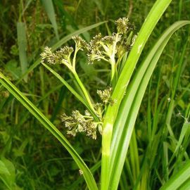 Škřipina lesná - Scirpus sylvaticus