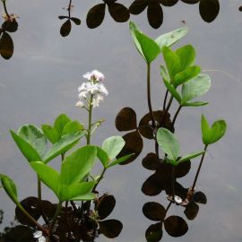 Vachta trojlistá - Menyanthes trifoliata