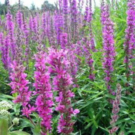 Kyprej vrbice - Lythrum salicaria