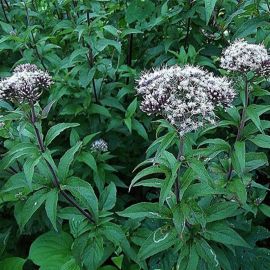 Sadec konopáč - Eupatorium cannabinum