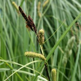 Ostřice ostrá - Carex acutiformis