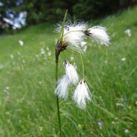 Suchopýr úzkolistý - Eriophorum angustifolium