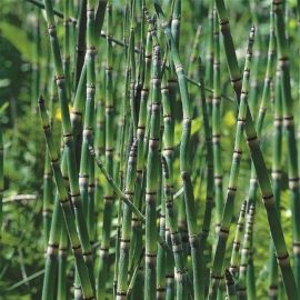 Přeslička japonská - Equisetum japonicum