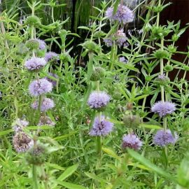 Preslie parožnatá - Preslia Cervina