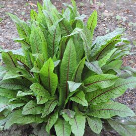 Šťovík koňský - Rumex hydrolapathum