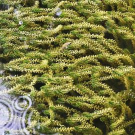Vodní mor kanadský - Elodea canadensis
