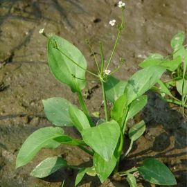 Žabník jitrocelový - Alisma plantago