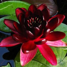 Leknín "Almost Black" - Water lily "Almost Black"