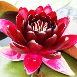 Leknín "Black Princess" - Water lily "Black Princess"