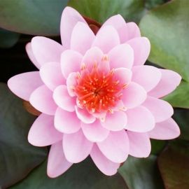 Leknín "Fire Crest" - Water lily "Fire Crest"