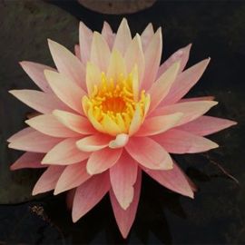 Leknín "Greggs orange Beauty" - Water lily "Greggs orange Beauty"