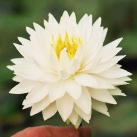 Leknín "Gloire du Temple-Sur-Lot" - Water lily "Gloire du Temple-Sur-Lot"