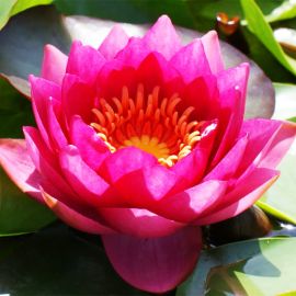 Leknín "James Brydon" - Water lily "James Brydon"