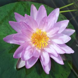Leknín "Siam Purple 1" - Water lily "Siam Purple 1"
