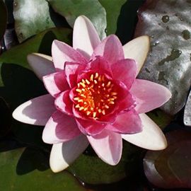 Leknín "Masaniello" - Water lily "Masaniello"