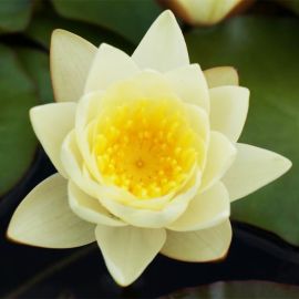 Leknín "Marliacea Chromatella" - Water lily "Marliacea Chromatella"