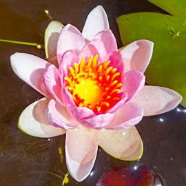 Leknín "Madame Laydecker" - Water lily "Madame Laydecker"