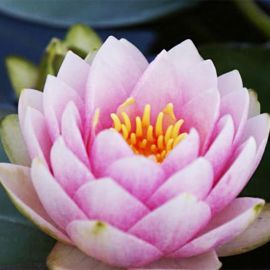 Leknín "Madame Wilfron Gonnere" - Water lily "Madame Wilfron Gonnere"