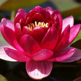 Leknín "Perry's Baby Red" - Water lily "Perry's Baby Red"