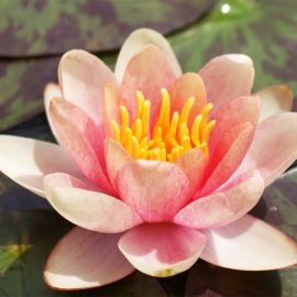 Leknín "Pygmaea Chrysantha" - Water lily "Pygmea Chrysantha"