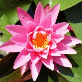 Leknín "Rose Arey" - Water lily "Rose Arey"