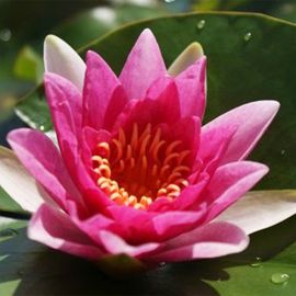 Leknín "Rene Gerard" - Water lily "Rene Gerard"