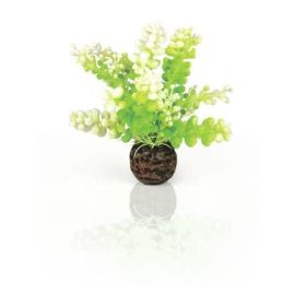 biOrb Caulerpa zelená 13 cm