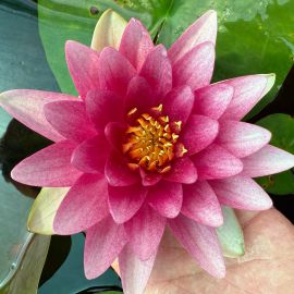 Leknín "Attraction" - Water lily "Attraction"